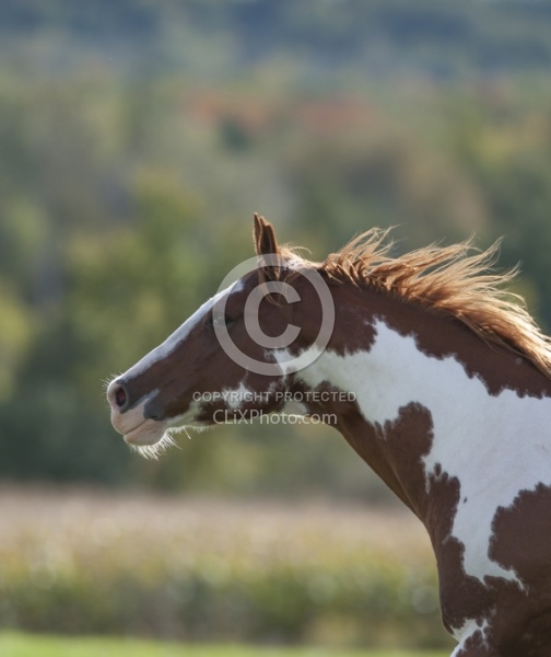 Paints Paint Portrait