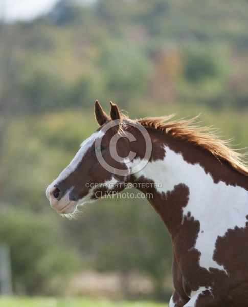 Paints Paint Portrait