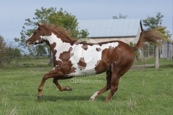 Paints Paint Free Running