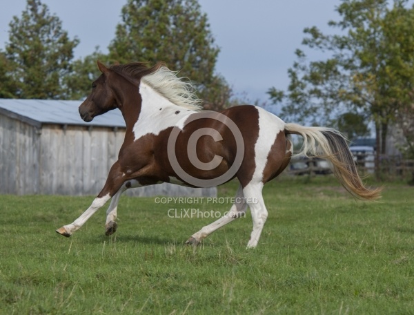 Paints Paint Free Running