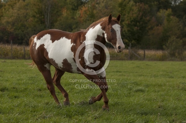 Paints Paint Free Running