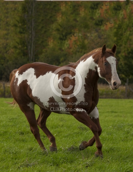 Paints Paint Free Running