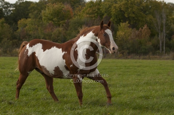 Paints Paint Free Running