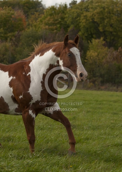 Paints Paint Free Running