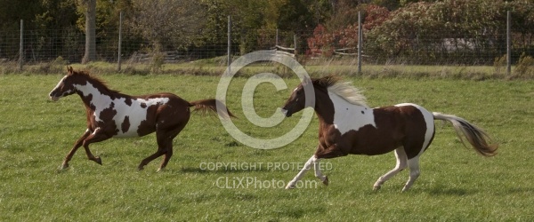 Paints Paint Free Running