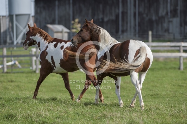 Paints Paint Free Running