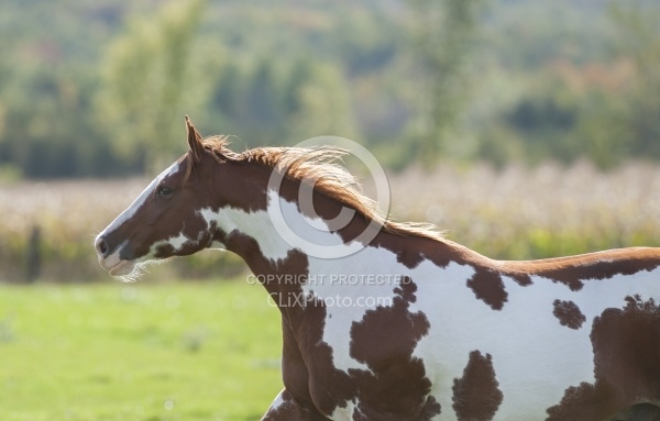 Paints Paint Free Running