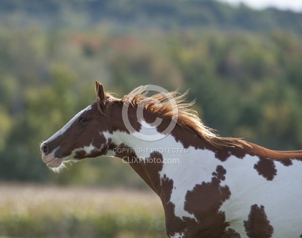 Paints Paint Free Running