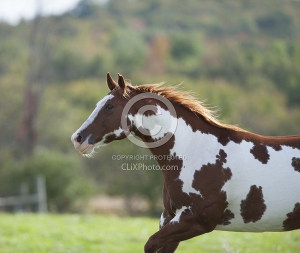 Paints Paint Free Running