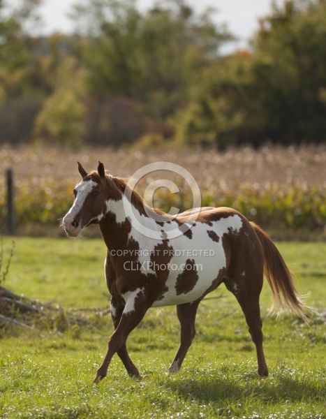 Paints Paint Free Running