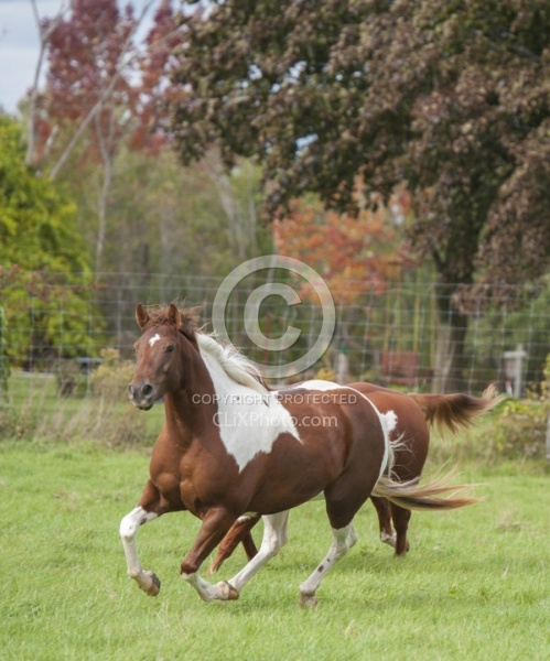 Paints Paint Free Running