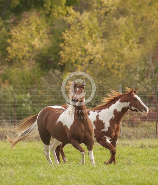 Paints Paint Free Running