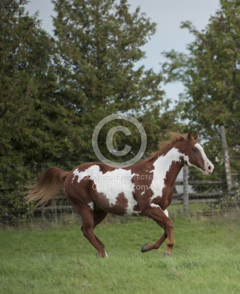 Paints Paint Free Running