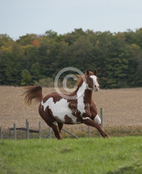 Paints Paint Free Running