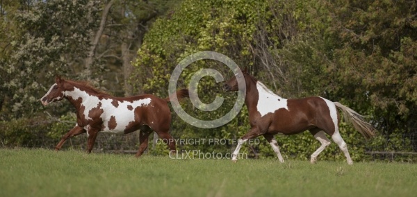 Paints Paint Free Running