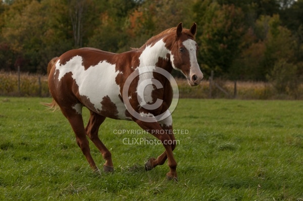 Paints Paint Free Running