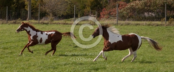 Paints Paint Free Running