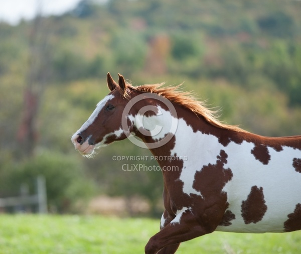 Paints Paint Free Running