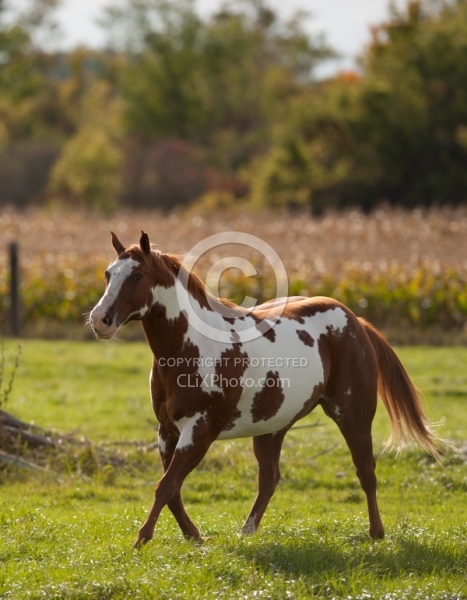 Paints Paint Free Running