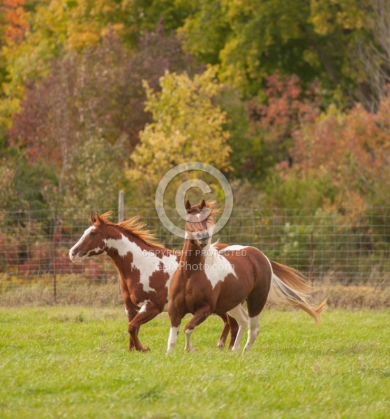 Paints Paint Free Running