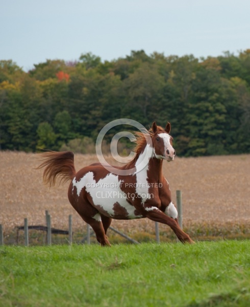 Paints Paint Free Running