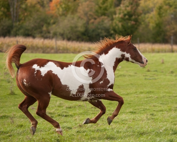 Paints Paint Free Running