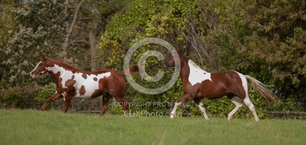 Paints Paint Free Running