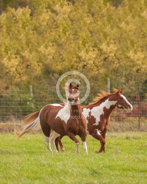 Paints Paint Free Running