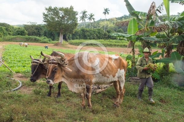 On the Trail at Finca la Guabina