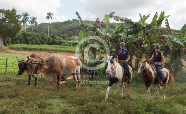 On the Trail at Finca la Guabina