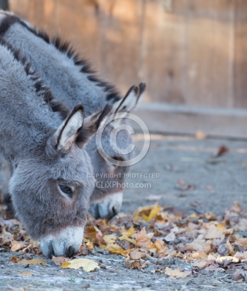 Miniature Donkey