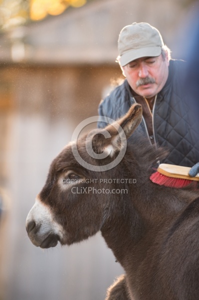 Miniature Donkey