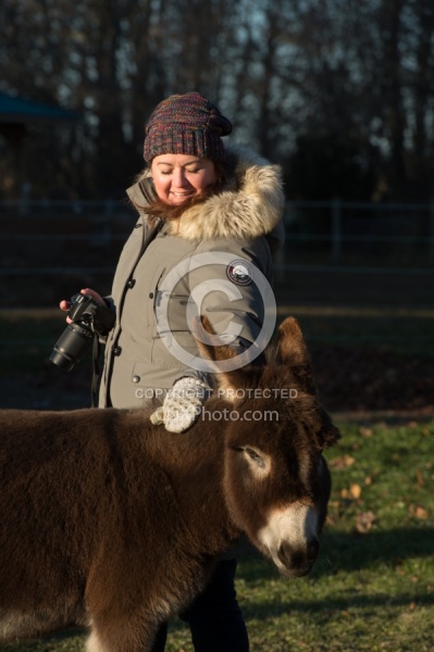 Miniature Donkey
