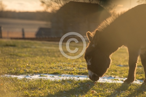 Miniature Donkey