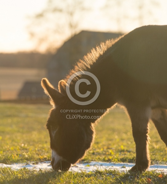 Miniature Donkey