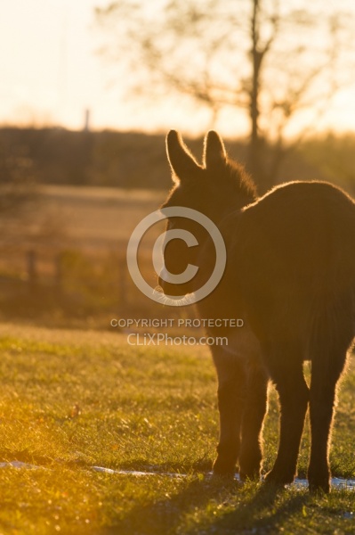 Miniature Donkey
