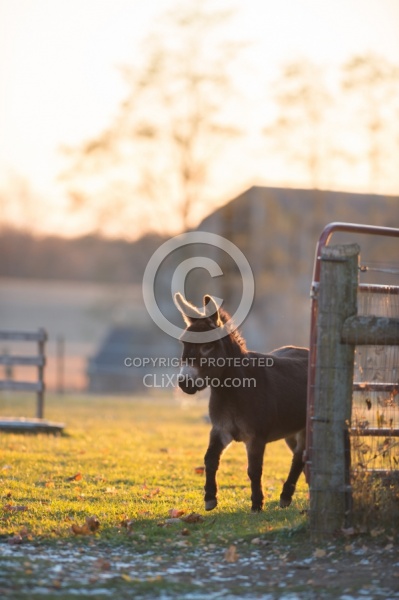 Miniature Donkey