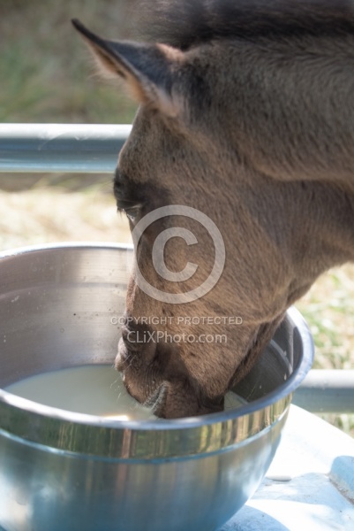 Feeding an Orphaned Foal