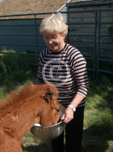 Feeding an Orphaned Foal