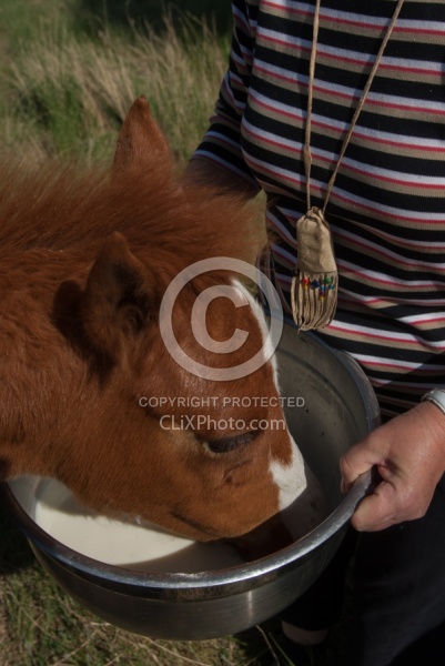 Feeding an Orphaned Foal