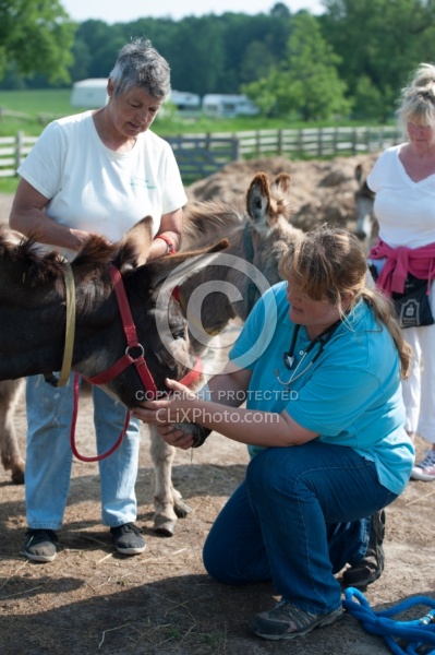 Donkey Sanctuary Vet Treating Donkey