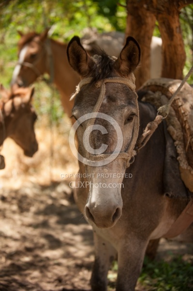 Crossing The Andes Mule