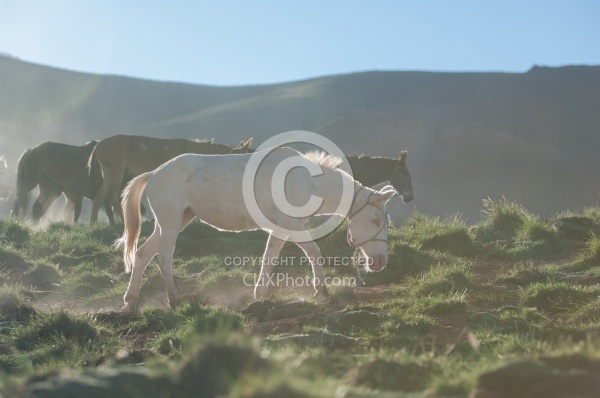 Crossing The Andes Mule