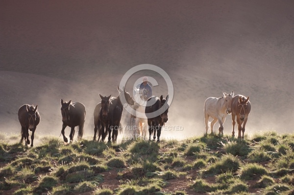 Crossing The Andes Mule