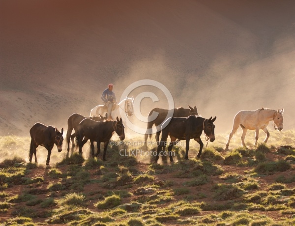 Crossing The Andes Mule