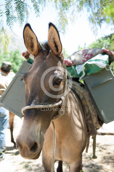 Crossing The Andes Mule