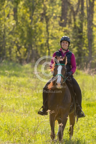 Rocky Mountain Horse on the Trail,Bonnie View Farms 