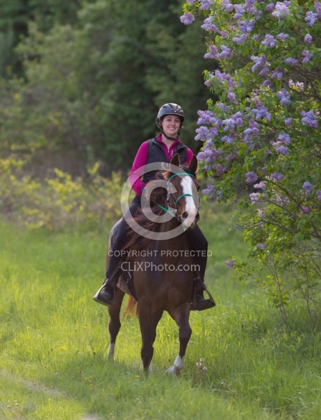 Rocky Mountain Horse on the Trail,Bonnie View Farms 