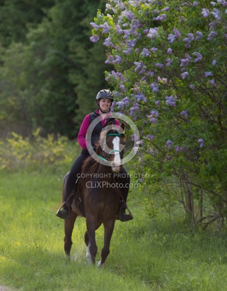 Rocky Mountain Horse on the Trail,Bonnie View Farms 