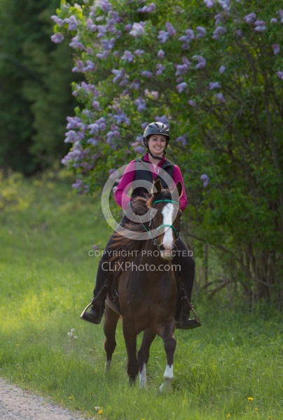 Rocky Mountain Horse on the Trail,Bonnie View Farms Miss Bonnie  